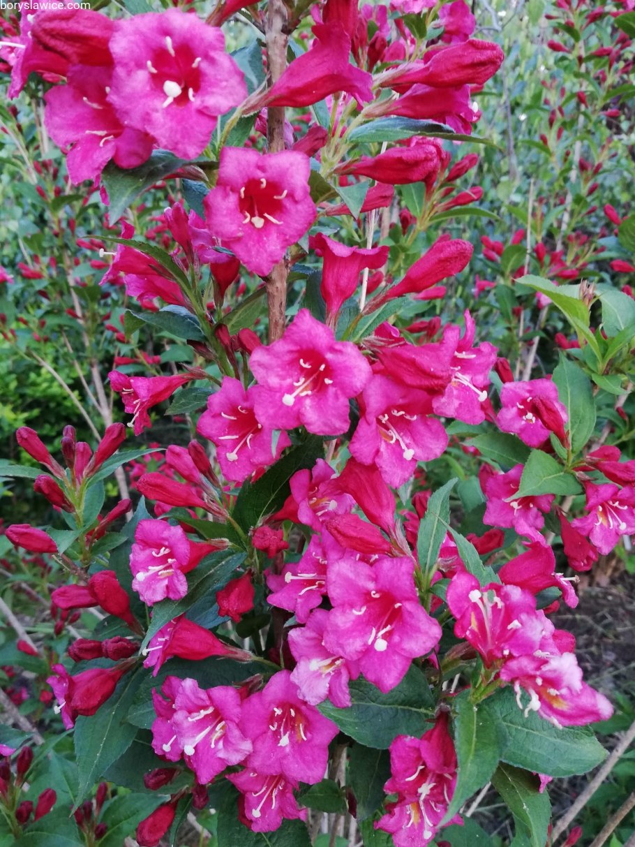 Вейгела Бристоль