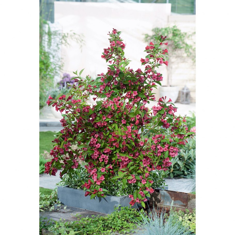 Вейгела Бристоль Руби v2 tim