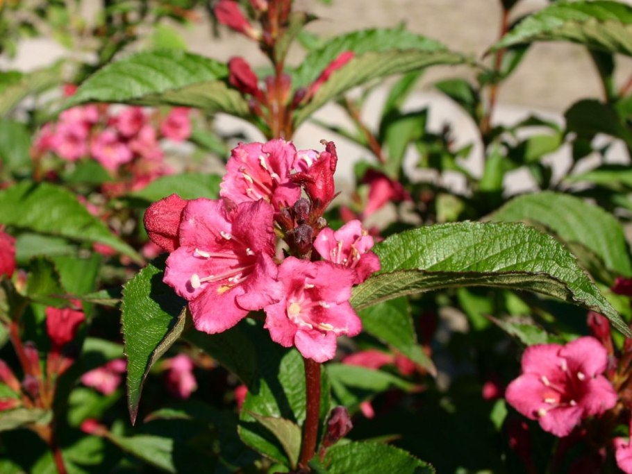 Вейгела Бристоль Руби