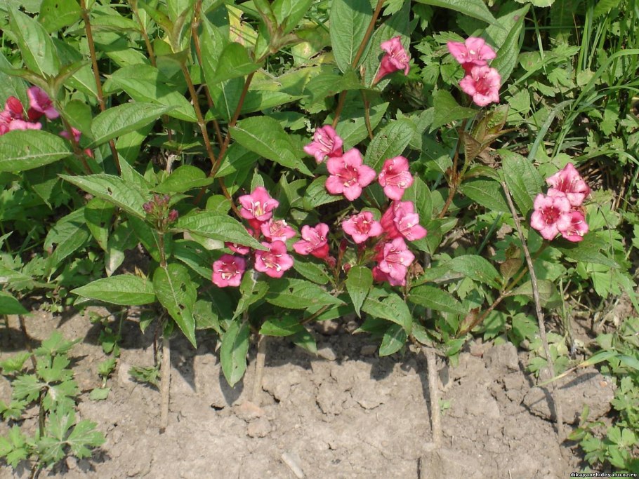 Вейгела Руби Квин