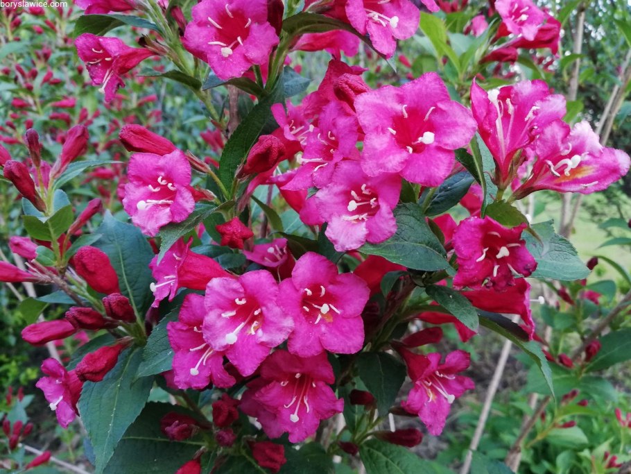 Вейгела Бристоль Руби