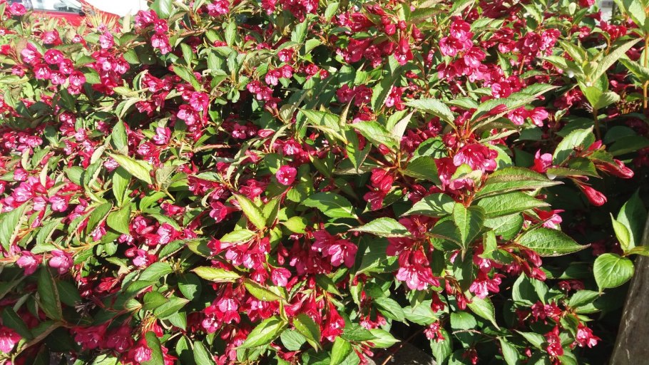 Вейгела Bristol Ruby