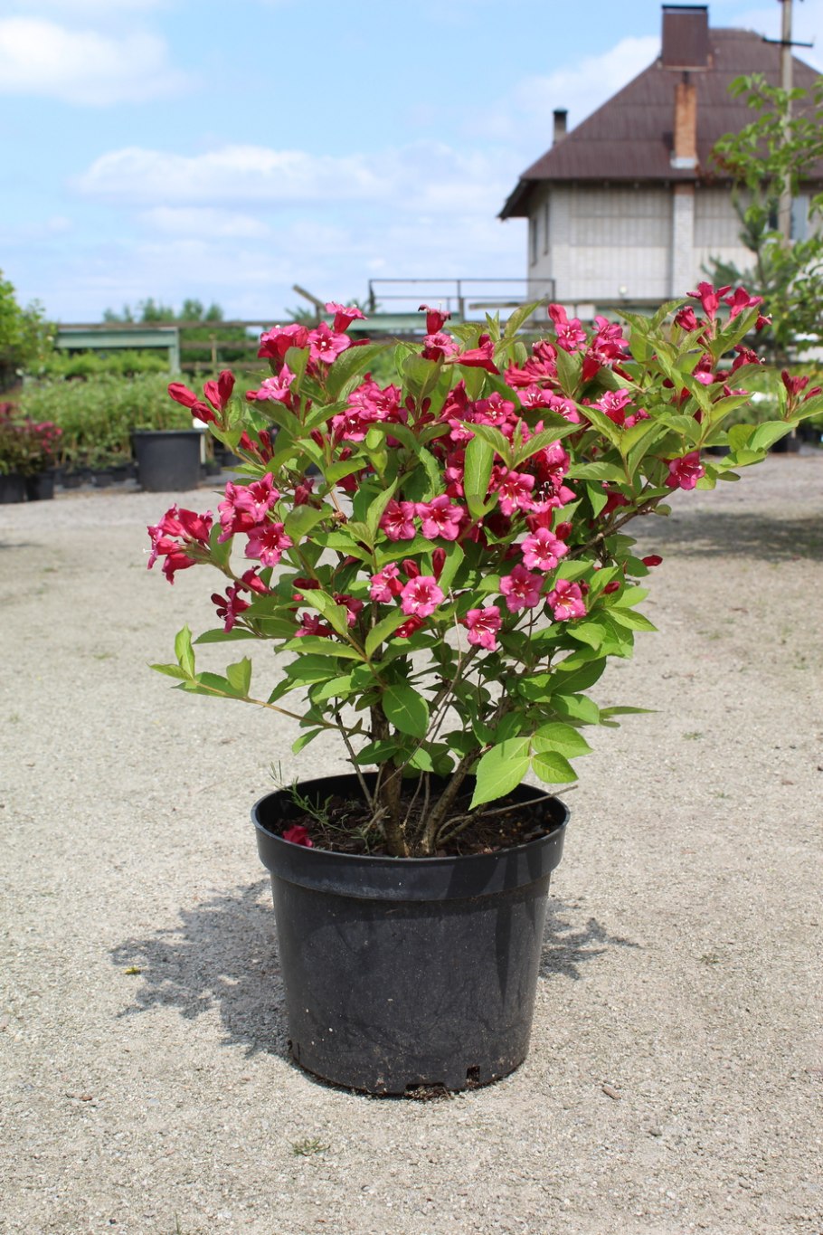 Вейгела Бристоль