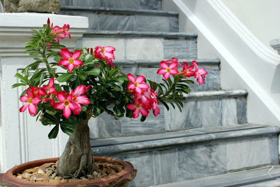 Адениум big Flower