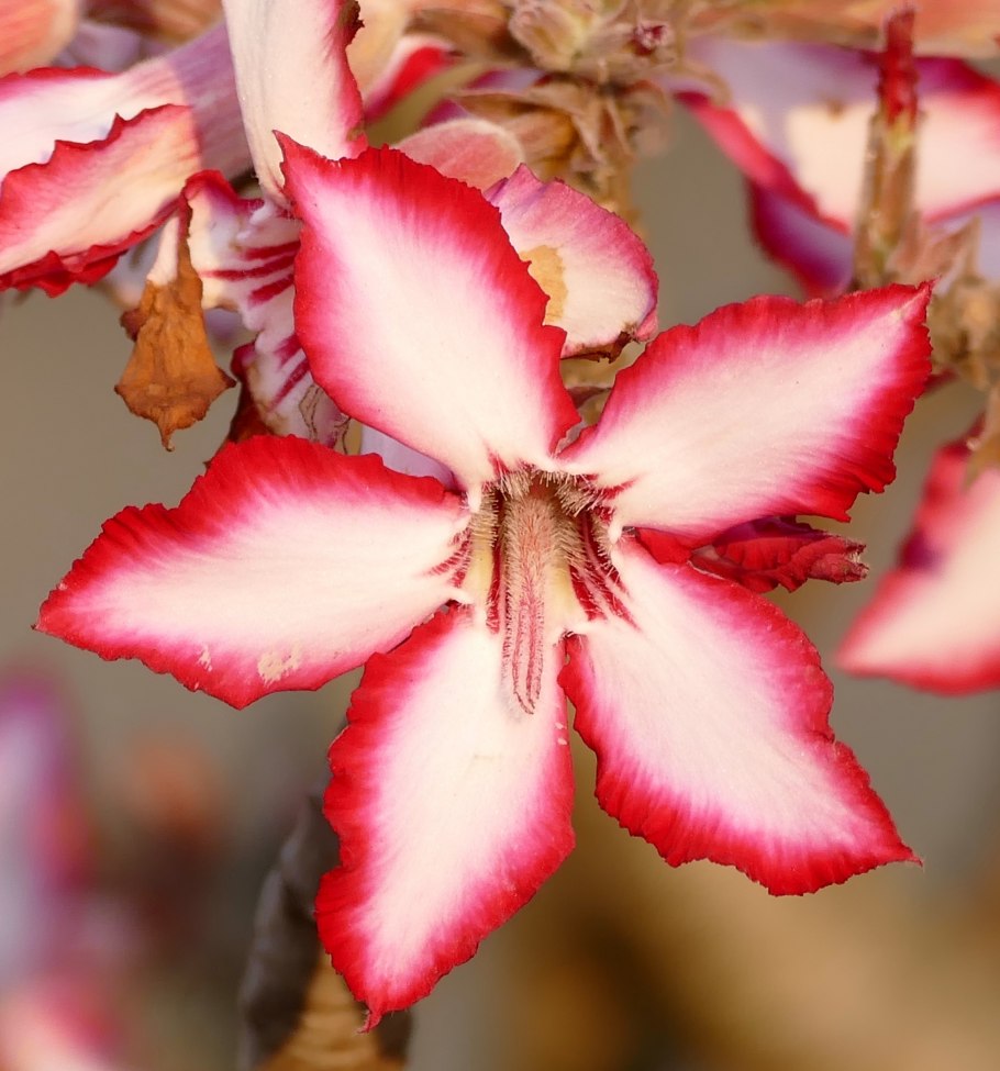 Adenium Obesum