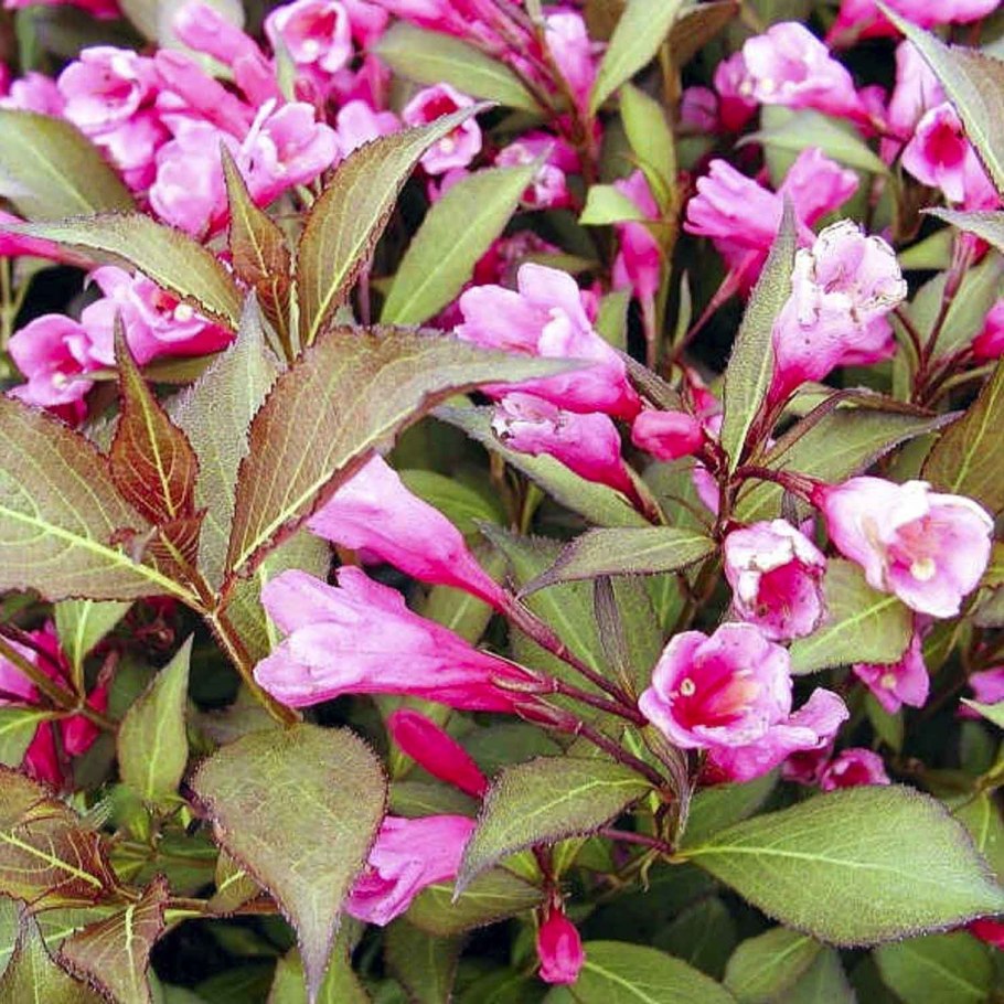 Вейгела Цветущая (Weigela Florida)