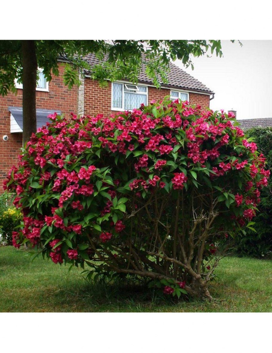 Вейгела ева Ратке