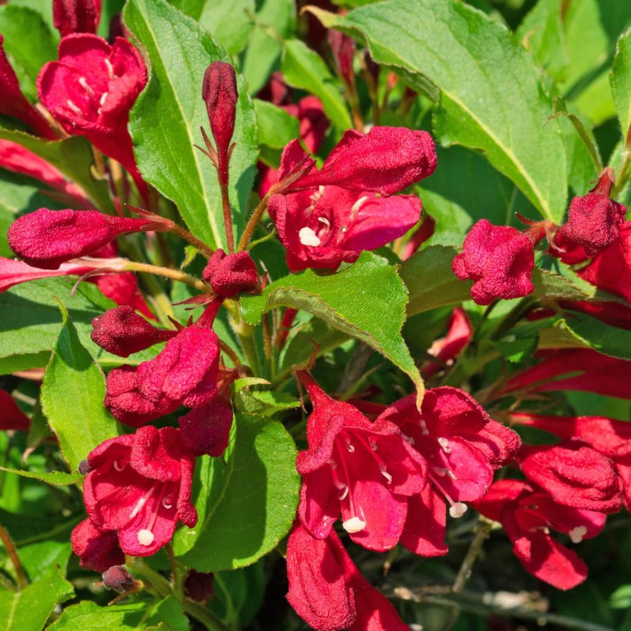 Вейгела ева Ратке