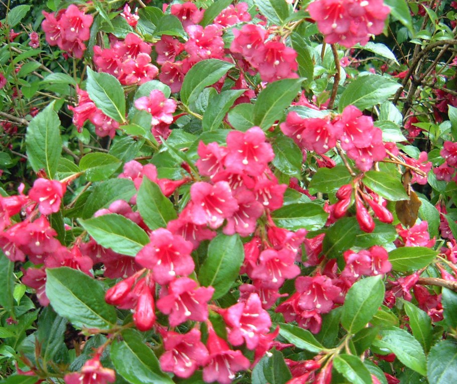 Вейгела кустарник Нана Вариегата