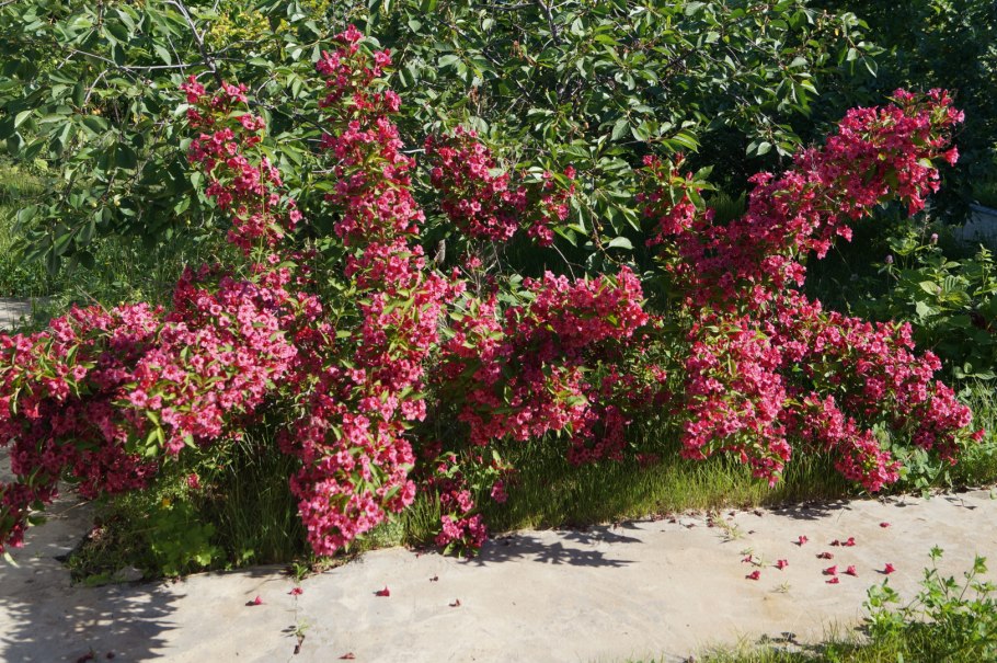 Вейгела ева Ратке