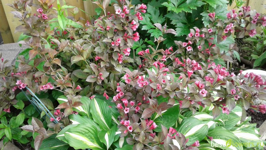 Вейгела Elvera