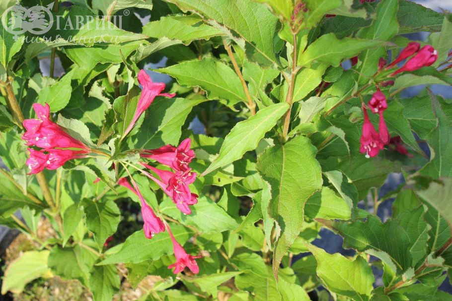 Вейгела Цветущая ева Ратке