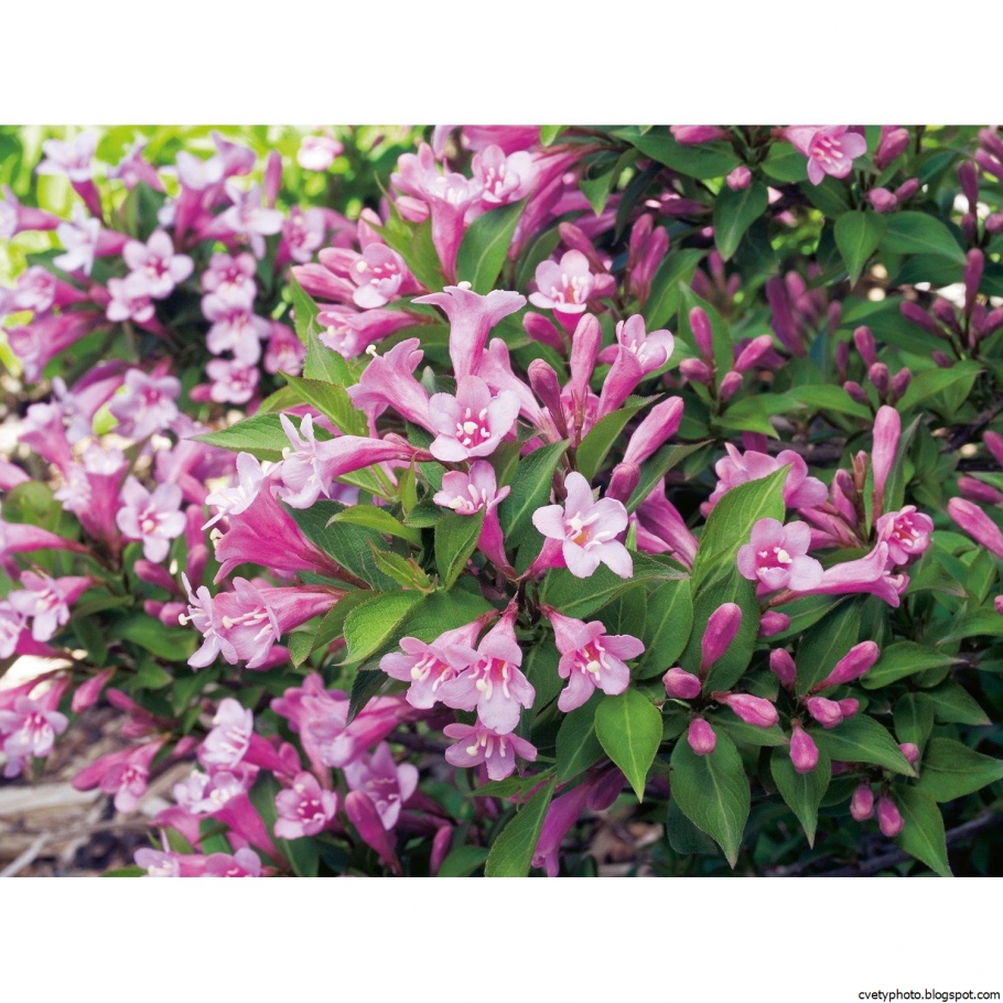 Вейгела Вариегата