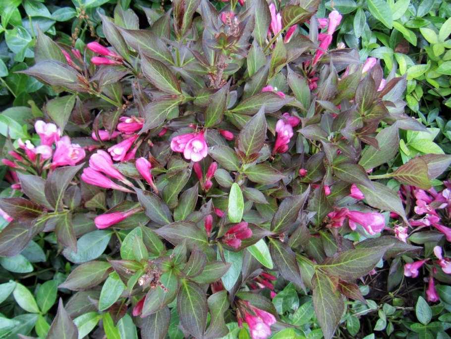 Вейгела цветущая александра