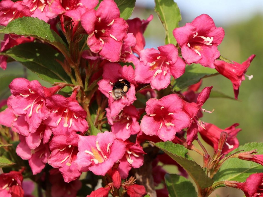 Вейгела Пикколо