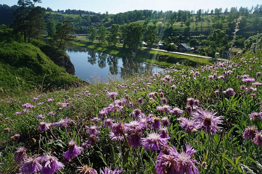 Растения Южного Урала