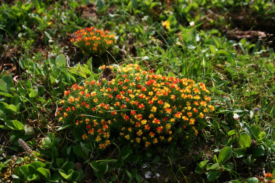 Rhodiola quadrifida