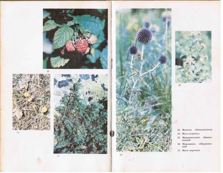 Травы Урала с названиями