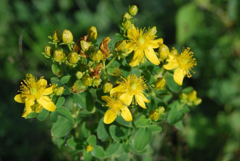 Зверобой трёхграннолистный