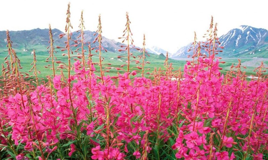 Иван чай узколистный растение на Урале