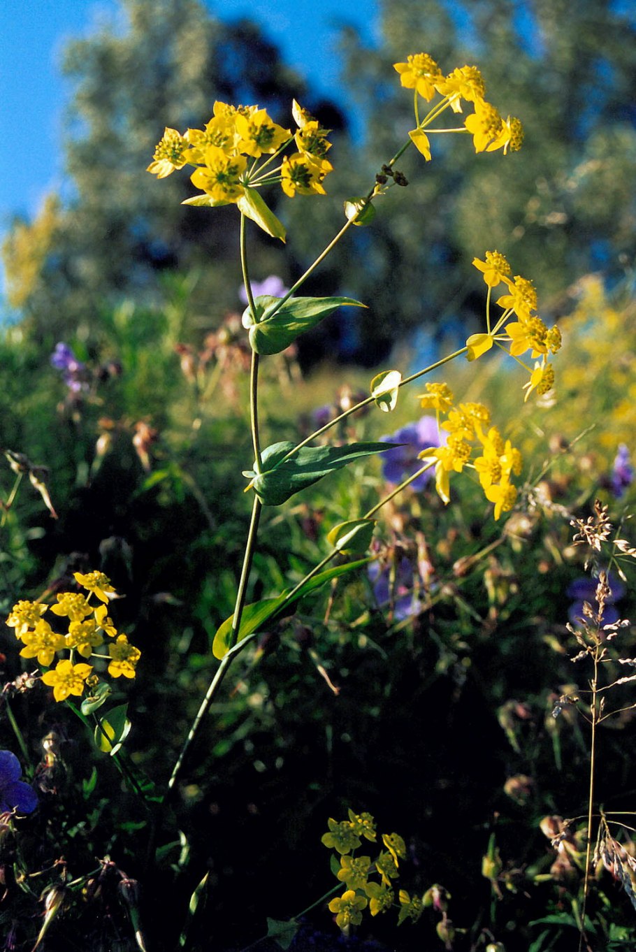Володушка многожильчатая