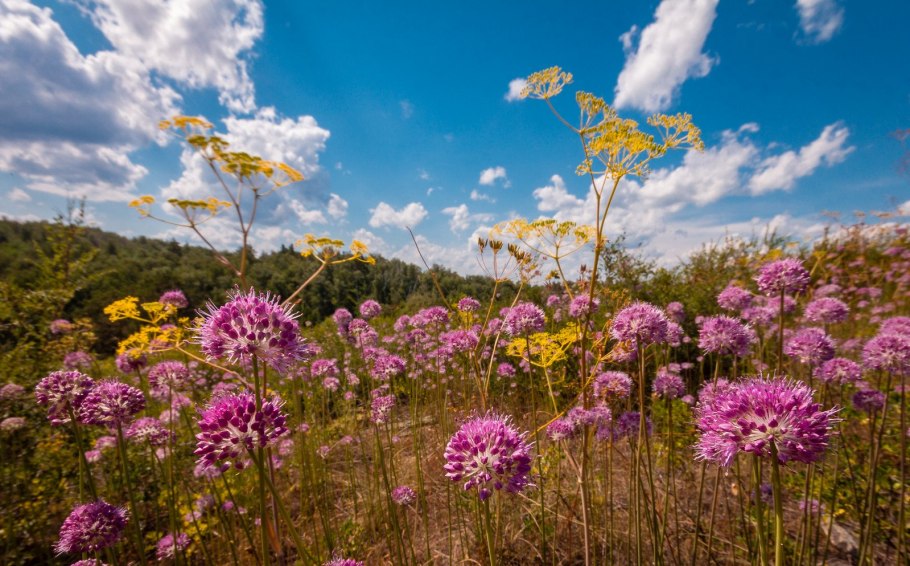 Полевые травы Южный Урал