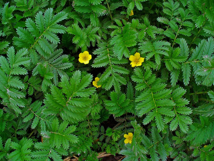 Лапчатка гусиная (Potentilla anserina)
