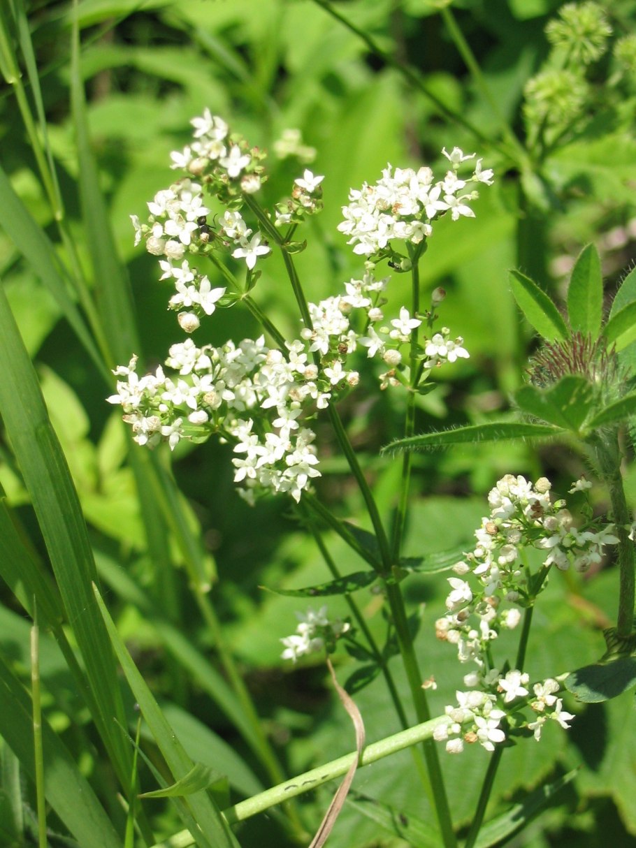 Подмаренник бореальный