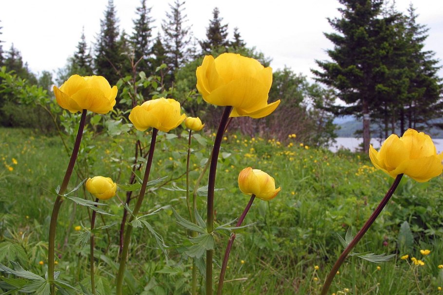 Удивительные растения Урала