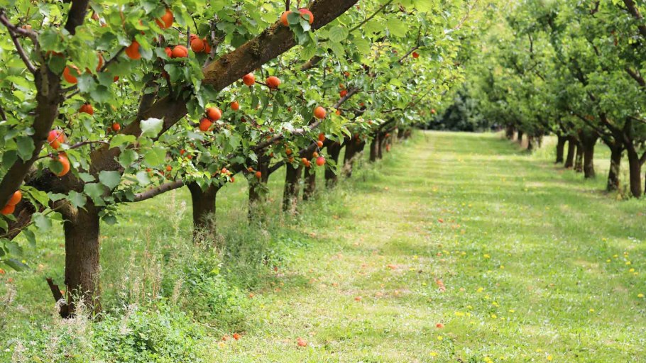 Фруктовый сад вид сверху