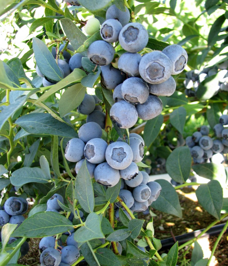 Голубика высокорослая Блюкроп