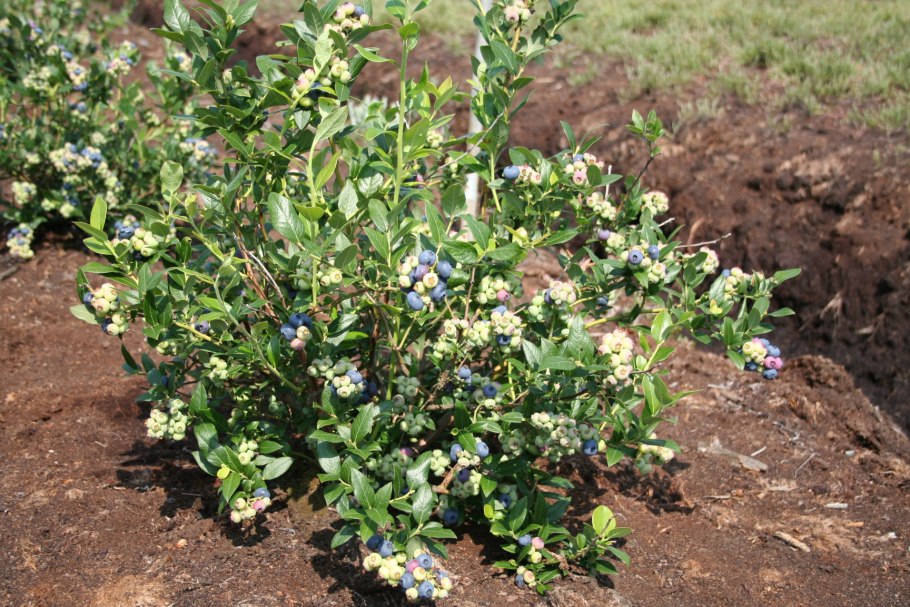 Голубика норт блю