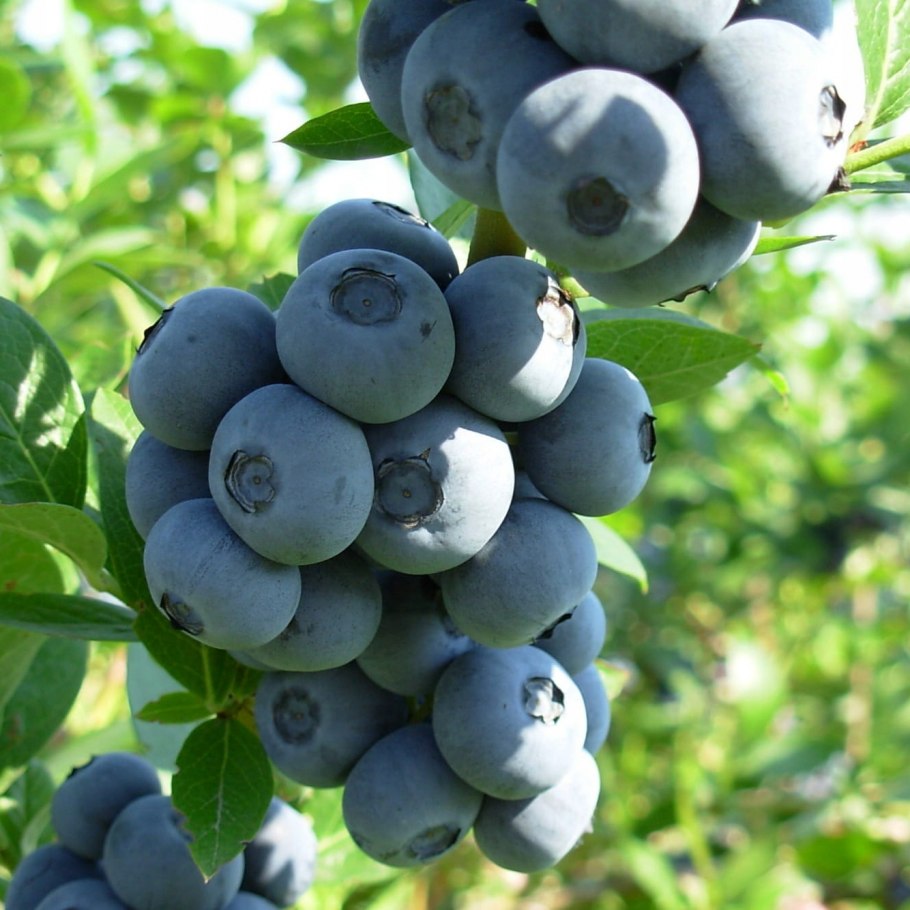 Голубика Садовая Brigitta Blue