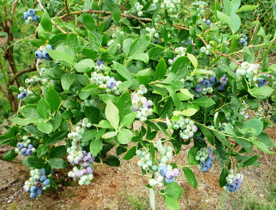 Голубика Садовая Bluecrop