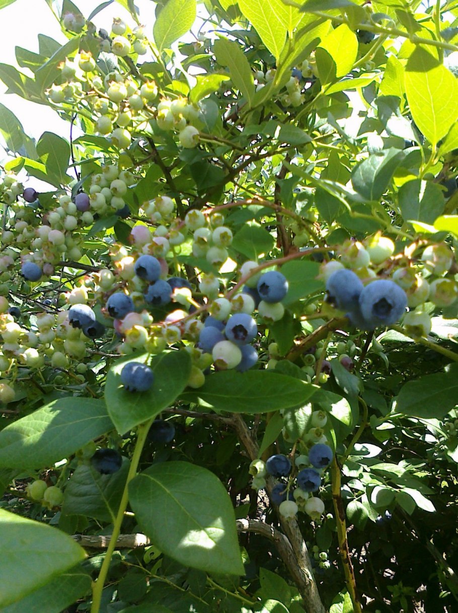 Голубика Блюкроп