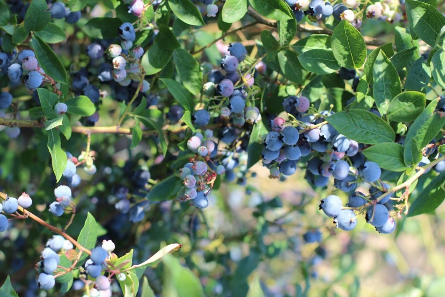 Голубика сорт Дюк