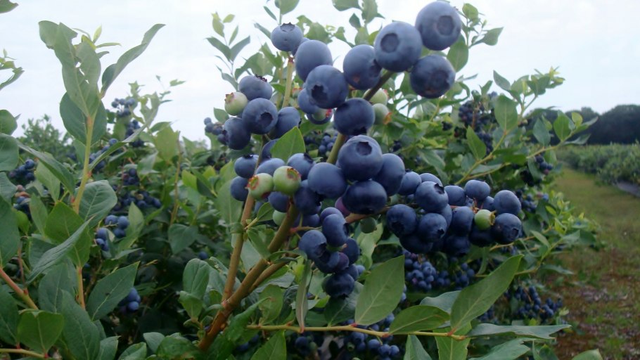 Голубика Блюкроп