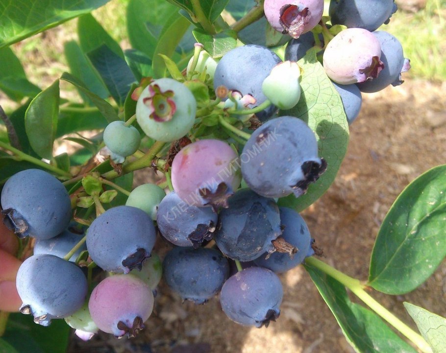 Голубика высокорослая Голдтраубе 71