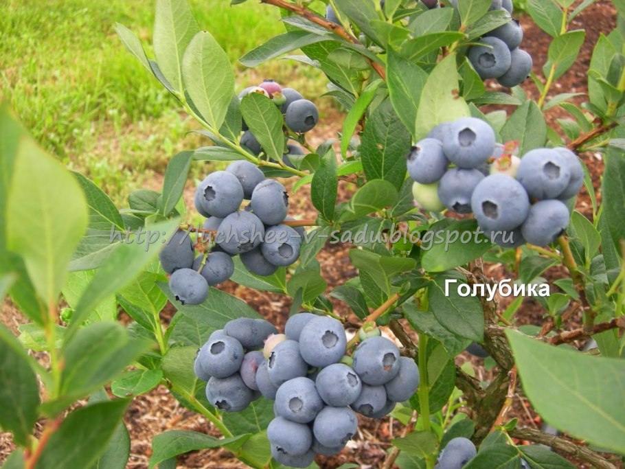 Голубика Садовая Duke