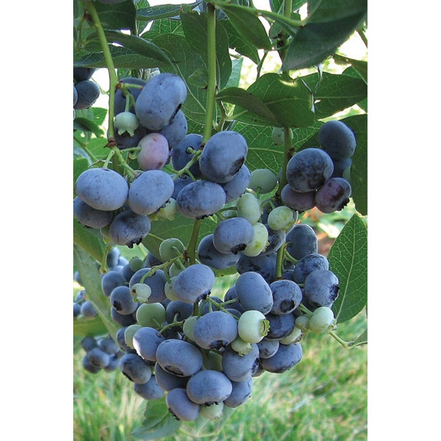 Голубика высокорослая Блюголд