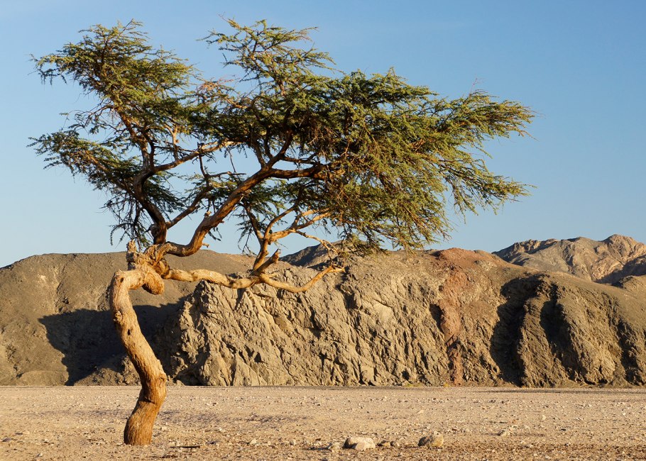 Дерево дуб Палмера