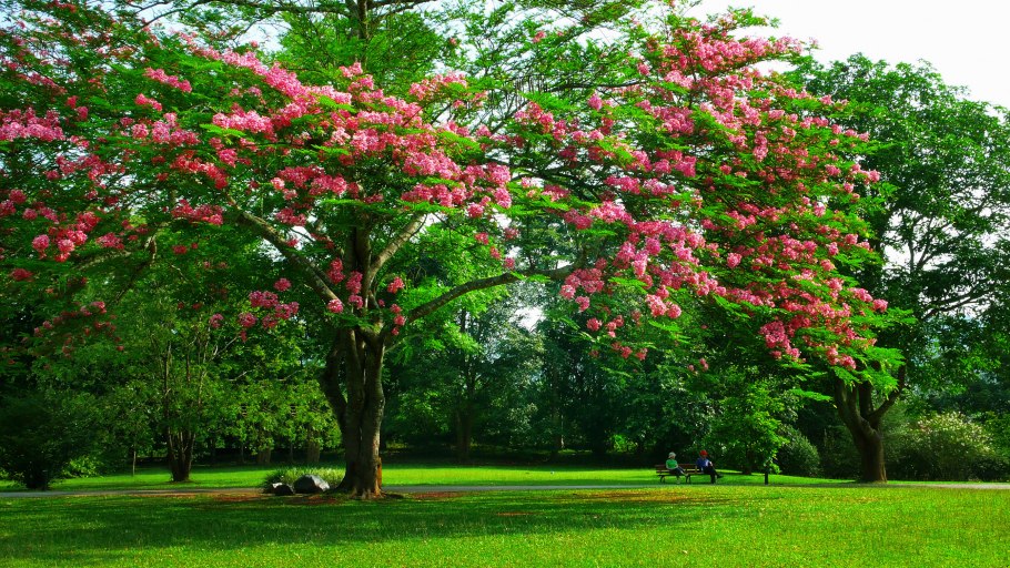 Адансония grandidieri