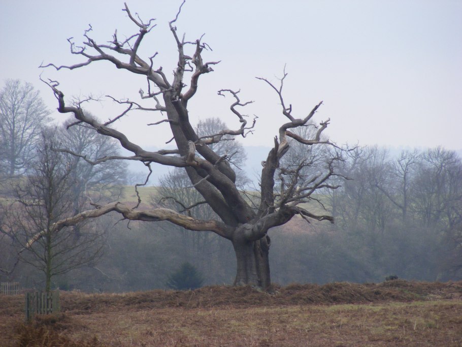 Анчар дерево в пустыне