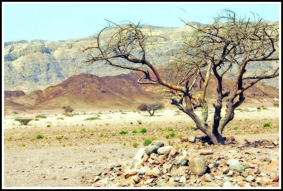 Засохшее дерево