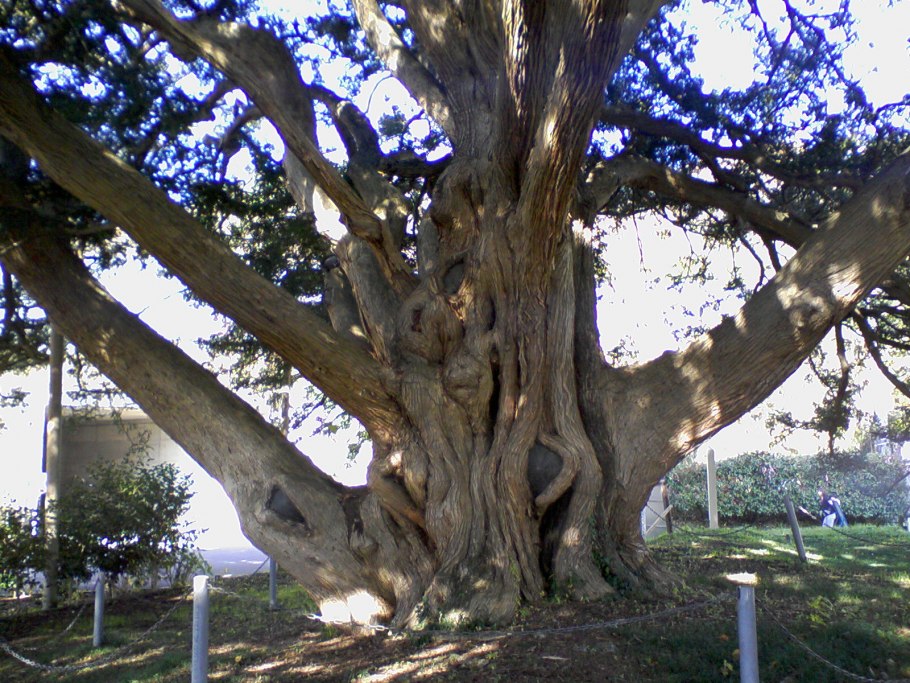 Картина сухое дерево