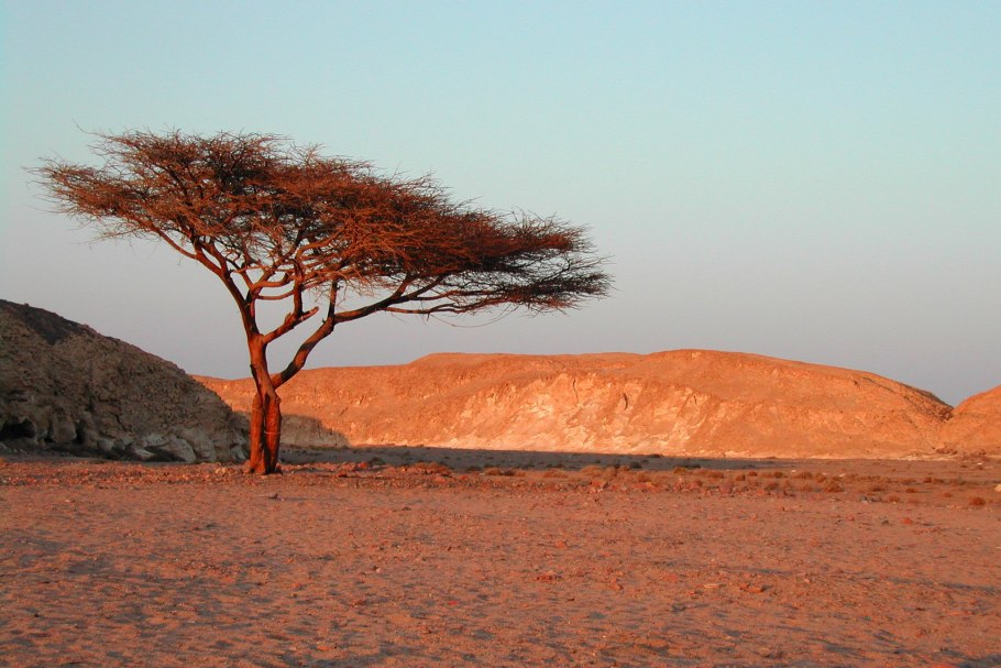 Дерево Анчар ядовитый