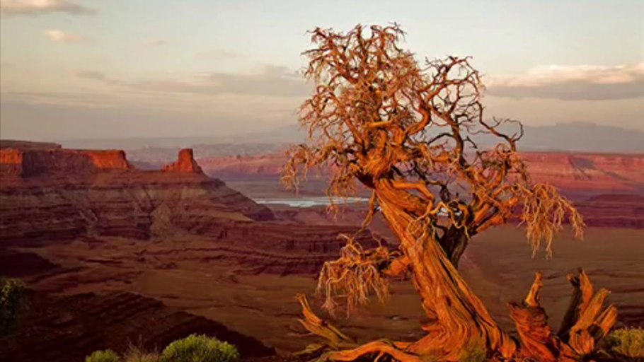 Остров Ява Долина смерти дерево Анчар