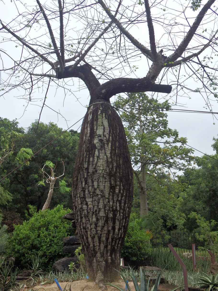 Растущее дерево пейзаж