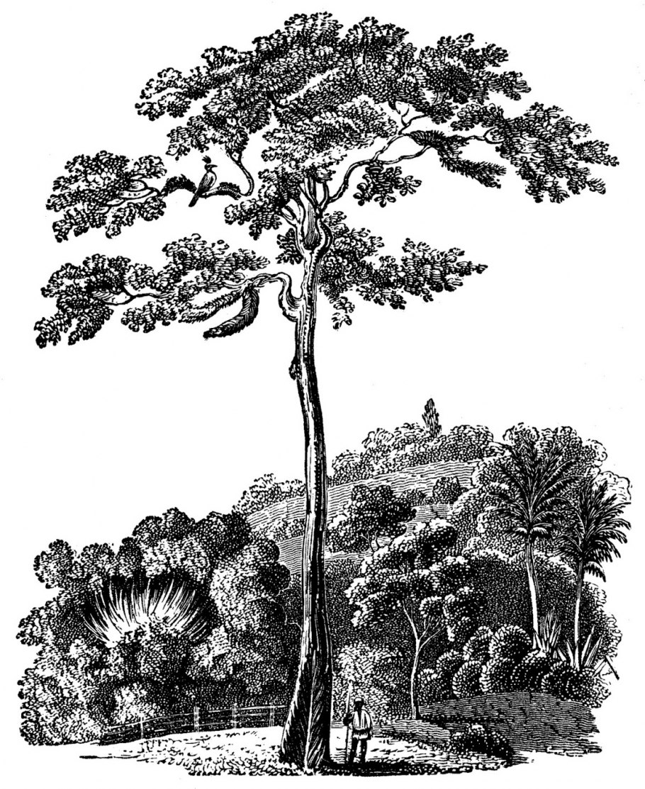 Адансония пальчатая (баобаб пальчатый)