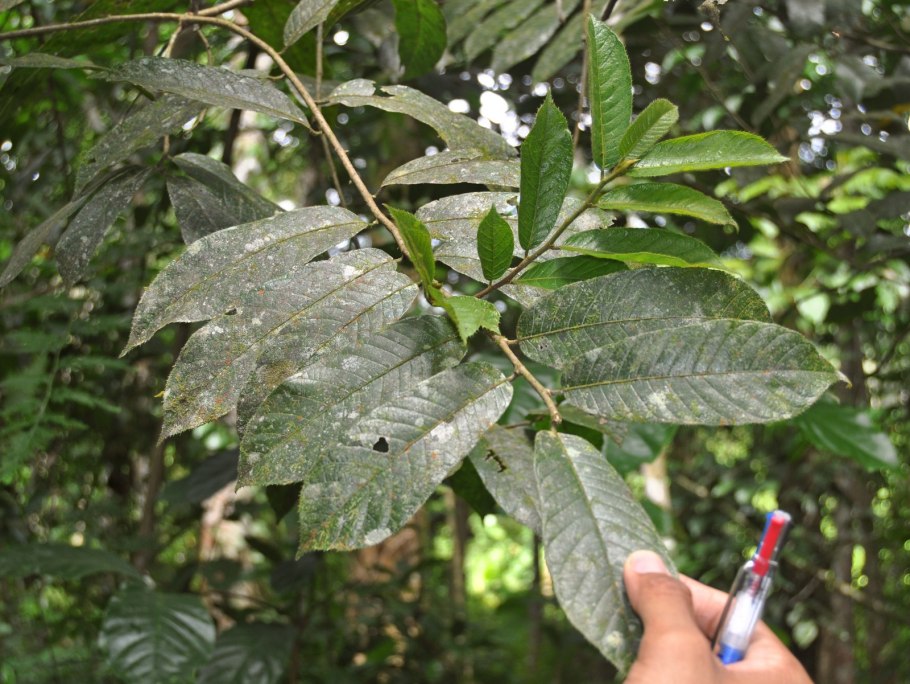 Эбеновые деревья Доминиканы